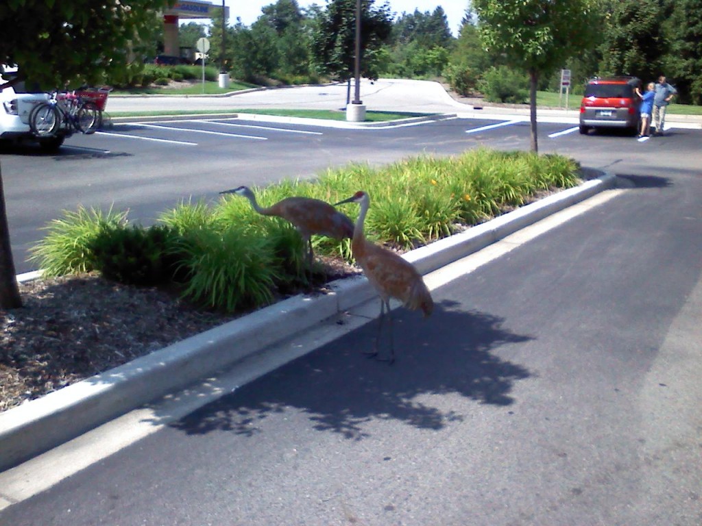 A couple of cranes in a parking lot