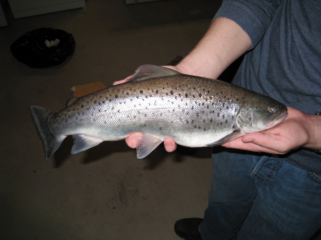 Brown Trout